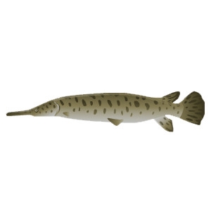 Alligator Gar